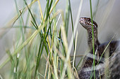 Adder (Vipera berus) hiding in the grass, Villander mountain pasture, Italy
