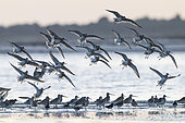 Red-breasted brill (Limosa lapponica), group in flight at sunrise, Brittany, France