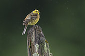 Yellowhammer (Emberiza citrinella) on a stump in the rain, France