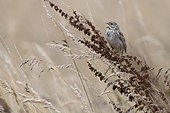 Proyer sparrow (Emberiza calandra) on tall dry grass, France