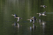 Northern Shovelers (Spatula clypeata) in flight over water, Etang des Landes, Creuse, France
