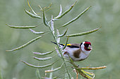 Goldfinch (Carduelis carduelis) on seed rape, France