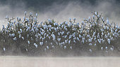 Dormitory of Herons (Bubulcus ibis), Etang des Landes, Creuse, Limousin, France
