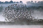 Starling (Sturnus vulgaris) leaving the dormitory, Etang des Landes, Creuse, Limousin, France