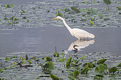 Great Egret (Ardea alba) lying in wait in the water, Etang des Landes, Creuse, Limousin, France