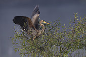 Purple heron (Ardea purpurea) on a willow, Etang des Landes, Creuse, Limousin, France