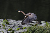 Purple heron (Ardea purpurea) flying from the bank, Etang des Landes, Creuse, Limousin, France