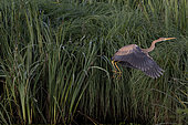 Purple heron (Ardea purpurea) flying from the bank, Etang des Landes, Creuse, Limousin, France
