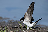 House martin (Delichon urbica), looking for mud to build its nest, Vosges, France