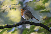 European robin (Erithacus rubecula) on a branch, France