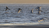 Eurasian Spoonbill (Platalea leucorodia) group in flight over the shore, Baie de Somme, France