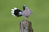 Turtle dove (Streptopelia turtur) stretching on a pole, France