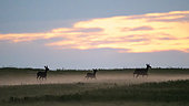 Red deer (Cervus elaphus), doe and fawns at dawn, Vosges, France