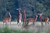 Red deer (Cervus elaphus), two young hinds jousting, Vosges, France