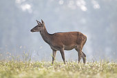 Red deer (Cervus elaphus), doe urinating, Vosges, France