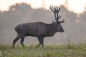 Male red deer (Cervus elaphus) in rut, Vosges, France