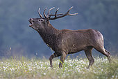 Red deer (Cervus elaphus), stag bellowing, Vosges, France