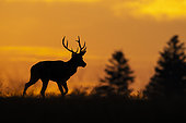 Red deer (Cervus elaphus) stag at dawn, Vosges, France