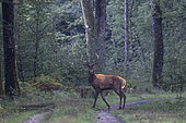 Red deer (Cervus elaphus) stag crossing a forest road, Vosges, France
