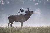 Red deer (Cervus elaphus) stag bellowing at dawn, Vosges, France