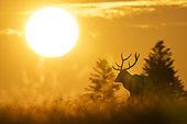 Red deer (Cervus elaphus) stag at dawn, Vosges, France