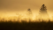Red deer (Cervus elaphus) stag bellowing at dawn, Vosges, France