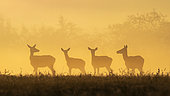 Red deer (Cervus elaphus) hinds at dawn, Vosges, France