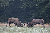 Red deer (Cervus elaphus), stags fighting during the rut, Vosges, France