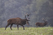 Red deer (Cervus elaphus) stags in the rain, Vosges, France