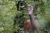 Red deer (Cervus elaphus) doe portrait, Vosges, France