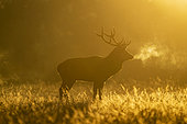 Red deer (Cervus elaphus) srag at dawn, Vosges, France