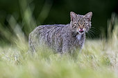 Wild cat (Felis silvestris) in the grass, Vosges, France