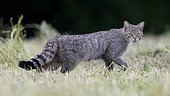 Wild cat (Felis silvestris) walking in the grass, Vosges, France