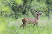 Roe deer (Capreolus capreolus), buck marking its territory, Vosges, France