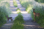 Roe Deer (Capreolus capreolus), Doe and fawn, Vosges, France