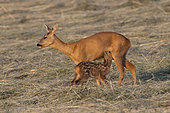 Roe deer (Capreolus capreolus), doe suckling her fawn ,Vosges, France