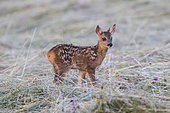 Roe deer (Capreolus capreolus) fawn in hay, Vosges, France