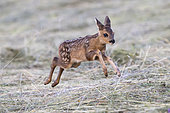 Roe deer (Capreolus capreolus) fawn jumping in hay, Vosges, France