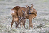Roe deer (Capreolus capreolus), Doe and her fawn ,Vosges, France