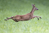Roe deer (Capreolus capreolus) doe jumping, Vosges, France