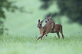 Roe deer (Capreolus capreolus) fawns playing in the grass, Vosges, France