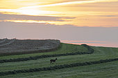 Roe deer (Capreolus capreolus) doe at dawn in a mown meadow, Vosges, France