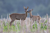 Roe deer (Capreolus capreolus) doe and fawn in the thatches, Vosges, France