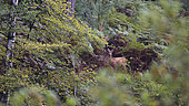 Roe deer (Capreolus capreolus) Doe in the undergrowth in autumn, Vosges, France