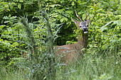 Deer (Capreolus capreolus) buck eating foliage, Vosges, France