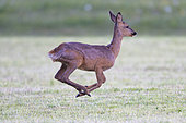 Roe deer (Capreolus capreolus), Doe running in a mown meadow, Vosges, France