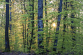 Hardwood forest in spring, Vosges, France