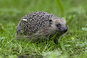 European hedgehog (Erinaceus europaeus) in spring grass, France