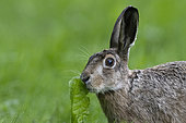 Brown hare (Lepus europaeus), portrait, Vosges, France