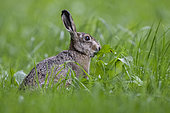 Brown hare (Lepus europaeus) eating in the grass, Vosges, France